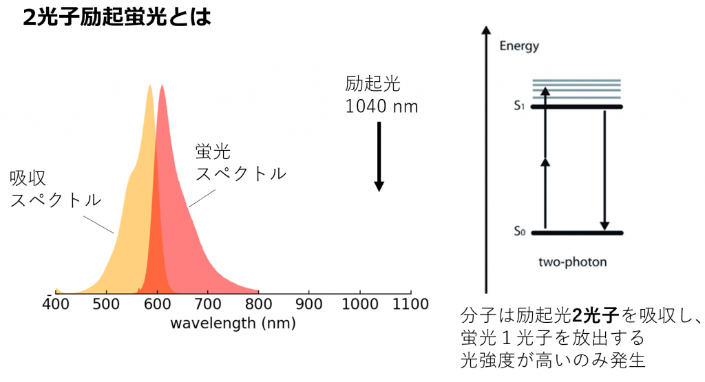 2光子励起蛍光とは