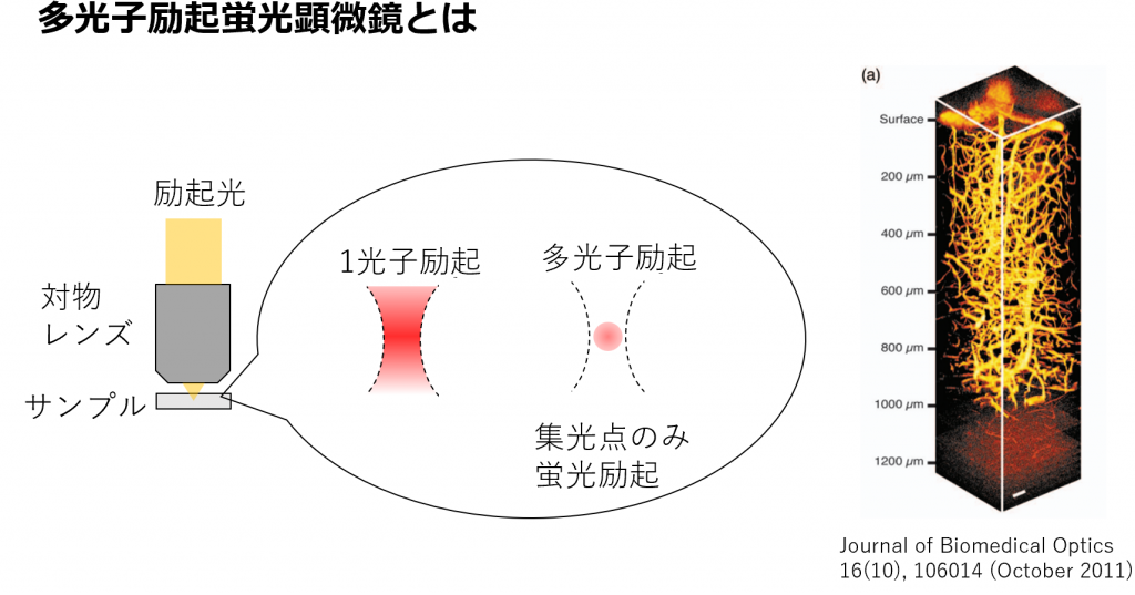 多光子励起蛍光顕微鏡とは