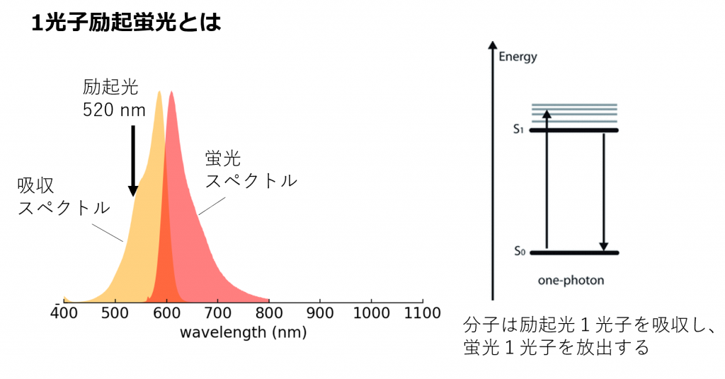 1光子励起蛍光とは