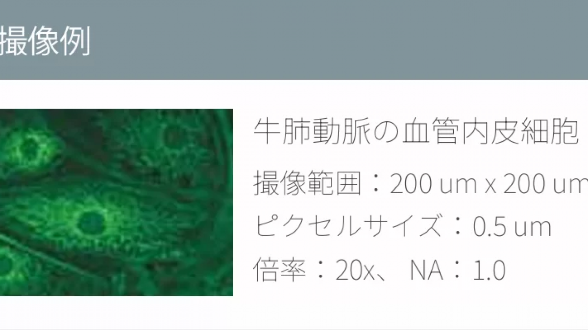 多光子顕微鏡｜取扱製品｜セブンシックス株式会社｜sevensix -think next-