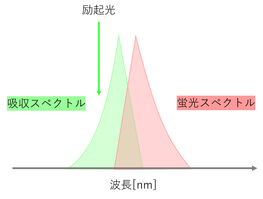 多光子顕微鏡に適した光源とは？ – 原理から基本構成まで詳しく解説！